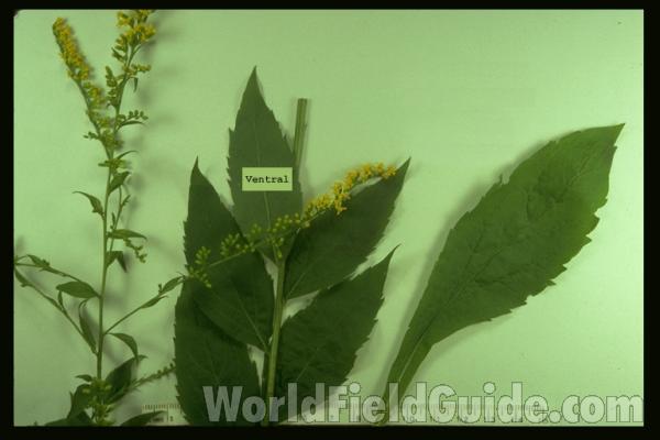 Mounted Plant<br>(Origin of the Specimen: Round Lake, Illinois, USA)