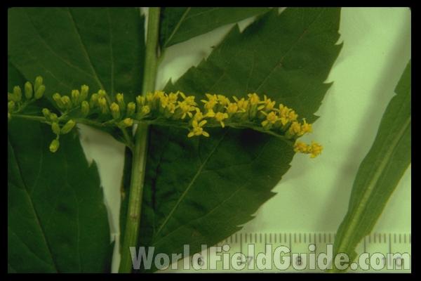 Mounted Flower and Leaf<br>(Origin of the Specimen: Round Lake, Illinois, USA)