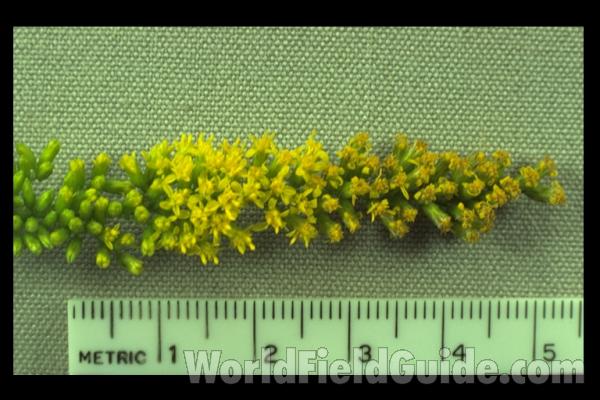 Mounted Flowers<br>(Origin of the Specimen: Round Lake, Illinois, USA)