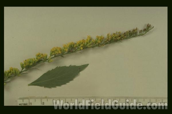 Mounted Leaf and Raceme<br>(Origin of the Specimen: Round Lake, Illinois, USA)