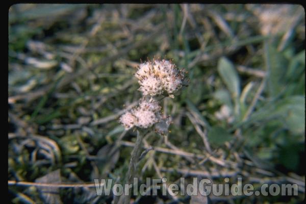 Top Of Plant<br>(Location of Picture: Illinois, USA)