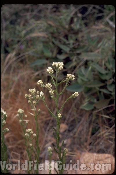 Top Of Plant in  Bloom<br>(Location of Picture: Southern California, USA)