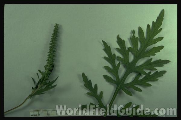 Mounted Top Of Plant With Leaf<br>(Origin of the Specimen: Round Lake, Illinois, USA)