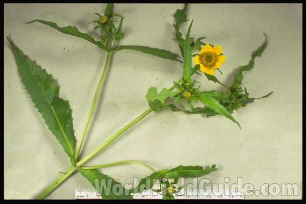 Mounted Specimen<br>(Origin of the Specimen: Round Lake, Illinois, USA)