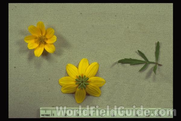 Flower Close View<br>(Location of Picture: Illinois, USA)