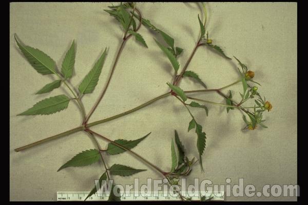 Mounted Plant<br>(Origin of the Specimen: Illinois, USA)