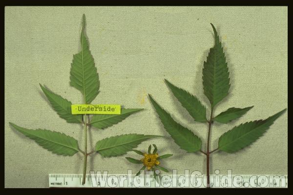 Leaves and Head<br>(Location of Picture: Illinois, USA)