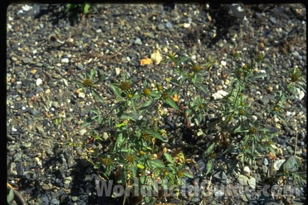 Habitat<br>(Location of Picture: Twin Lake, Washington, USA)