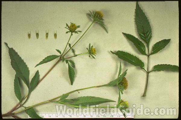 Mounted Plant Parts<br>(Origin of the Specimen: Illinois, USA)