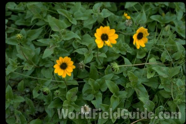 Stem<br>(Location of Picture: St. Petersburg, Florida, Jan. 2014)<br>(Location of Picture: North Palm Beach, Florida, USA)