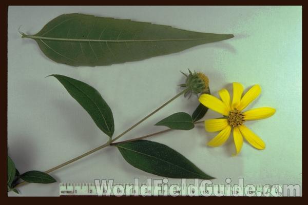 Mounted Top Of Plant<br>(Origin of the Specimen: Riverwoods, Illinois, USA)