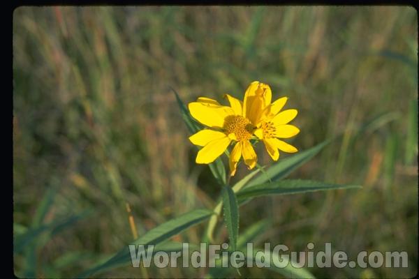Top Of Plant<br>(Location of Picture: Zion, Illinois, USA)