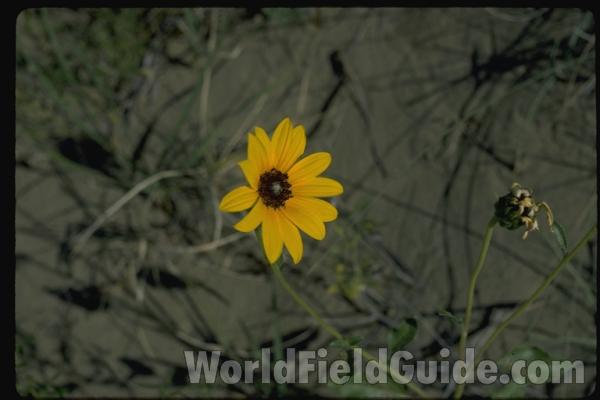 Flower - Front View<br>(Location of Picture: Alberta, Canada, USA)