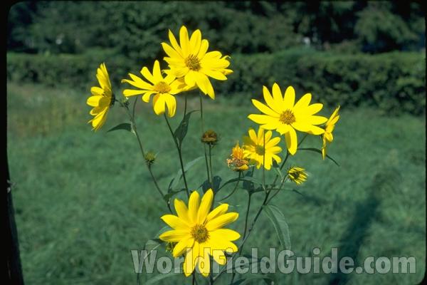 Top Of Plant<br>(Location of Picture: Round Lake, Illinois, USA)