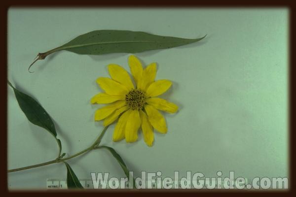 Mounted Flower<br>(Origin of the Specimen: illinois, USA)