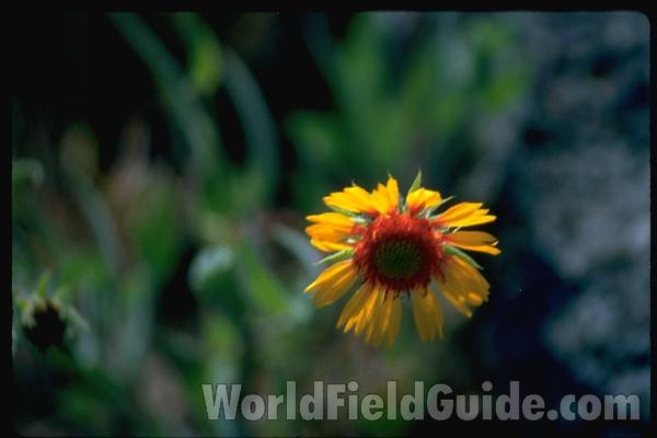 Flower<br>(Location of Picture: Washington, USA)