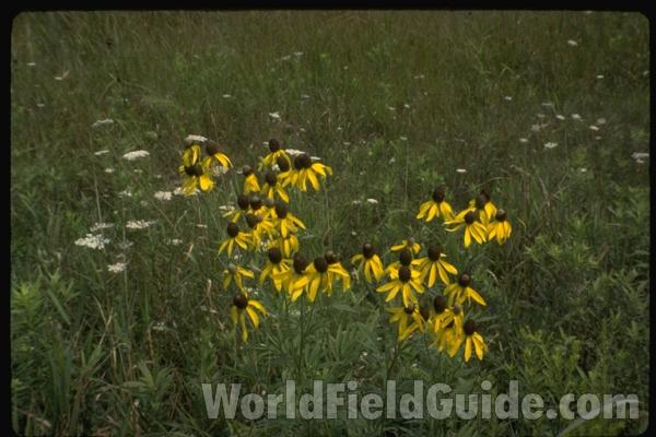 Habitat<br>(Location of Picture: Wadsworth, Illinois, USA)