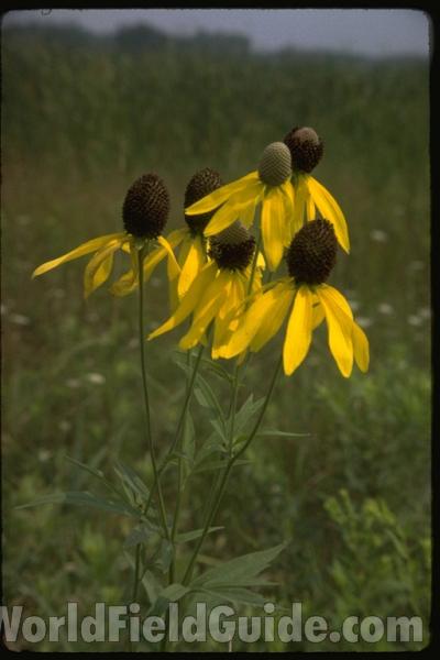 Flowers<br>(Location of Picture: Wadsworth, Illinois, USA)