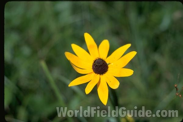 Flower Back View<br>(Location of Picture: Okanogan, Washington, USA)<br>(Location of Picture: Illinois, USA)