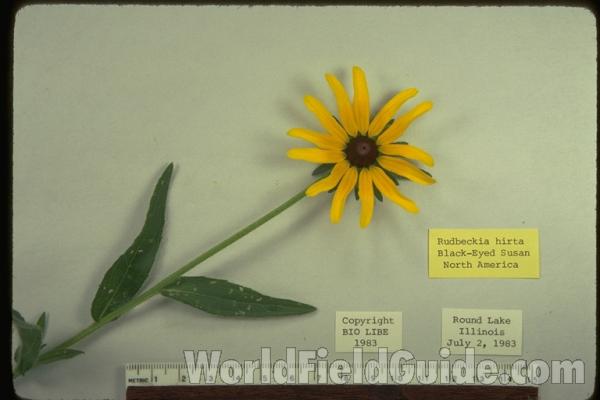 Mounted Specimen<br>(Origin of the Specimen: Round Lake, Illinois)