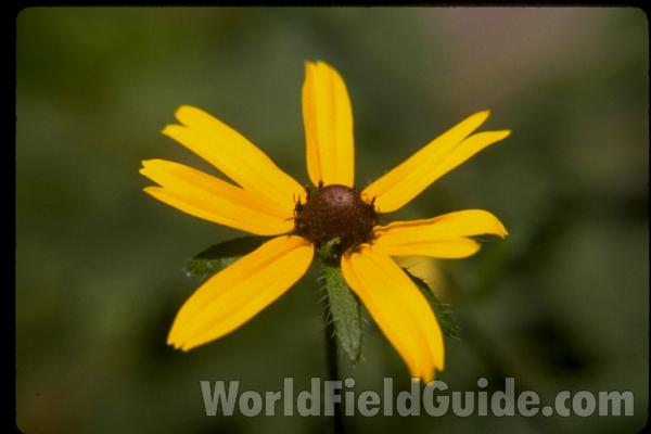 Habitat<br>(Location of Picture: Round Lake, Illinois, USA)<br>(Location of Picture: Round Lake, Illinois, USA)