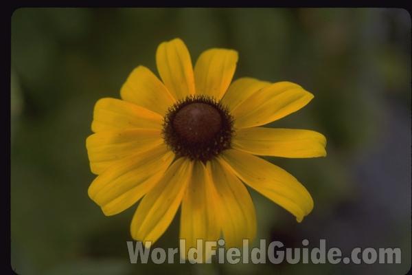 Flower Back View<br>(Location of Picture: Okanogan, Washington, USA)<br>(Location of Picture: Illinois, USA)<br>(Location of Picture: Okanogan, Washington, USA)