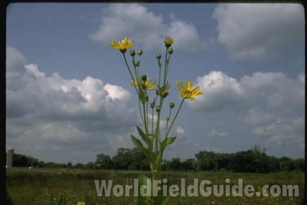 Top Of Plant<br>(Location of Picture: Wadsworth, Illinois, USA)