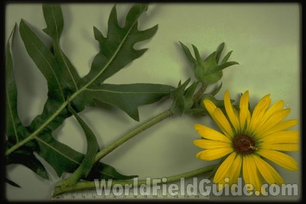 Mounted Flower and Leaf<br>(Origin of the Specimen: Round Lake, Illinois, 1983)
