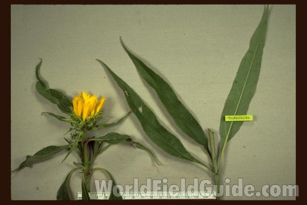 Mounted Flower and Leaves