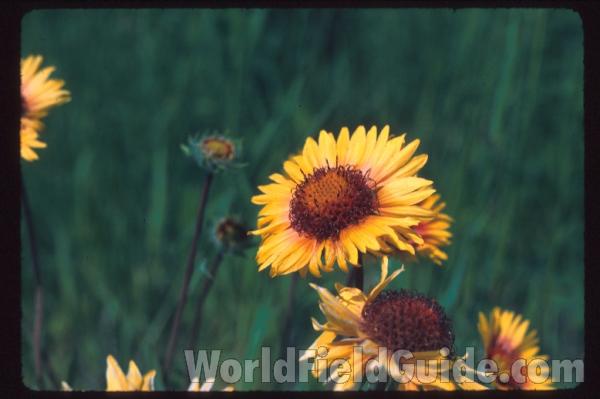 Flower Rear View<br>(Location of Picture: Shady Creek, Wa., USA, 2016)<br>(Location of Picture: Alberta, Canada)