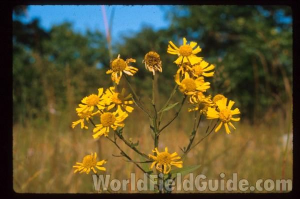 Top Of Plant<br>(Location of Picture: Zion, Illinois, USA)