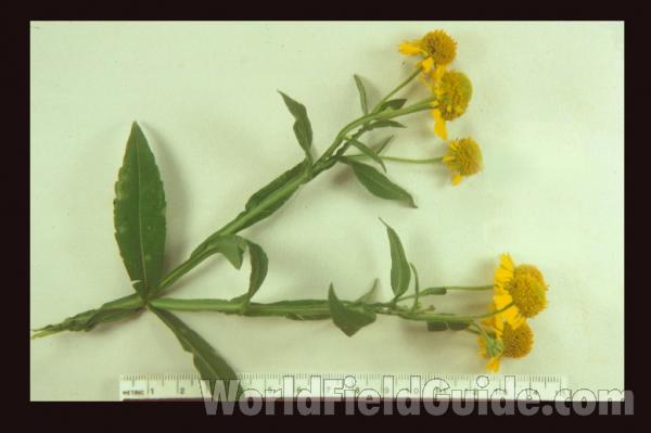 Mounted Top Of Plant<br>(Origin of the Specimen: Lake Villa, Northern Illinois, USA)