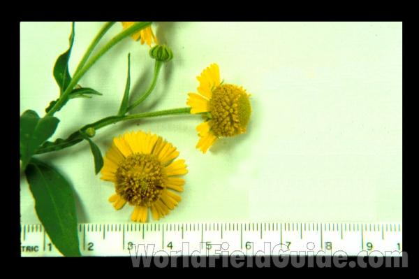 Mounted Flower<br>(Origin of the Specimen: Lake Villa, Northern Illinois, USA)
