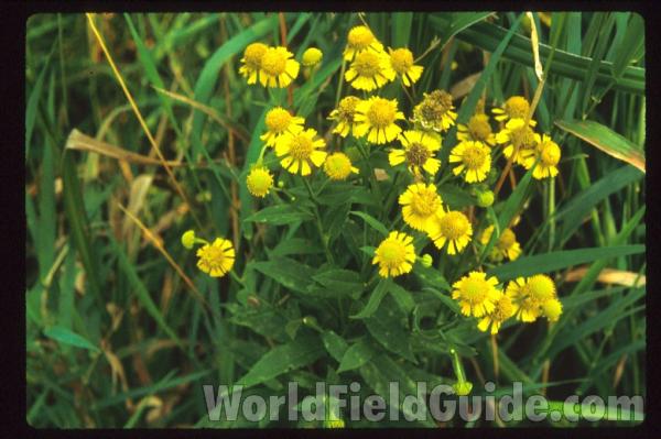 Top of Plant in  Habitat<br>(Location of Picture: Lake Villa, Illinois, USA)
