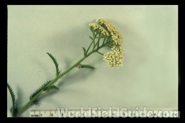 Mounted Top Of Plant in  Bloom<br>(Origin of the Specimen: N Illinois, USA)