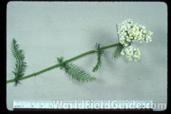 Mounted Top Of Plant in  Bloom<br>(Origin of the Specimen: N Illinois, USA)