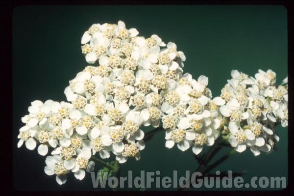 Flowers<br>(Location of Picture: Arizona, USA)