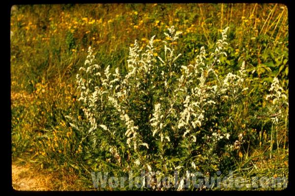 Habitat<br>(Location of Picture: Sweden, Europe)