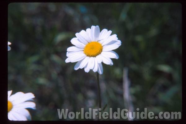 Flower<br>(Location of Picture: Illinois, USA)