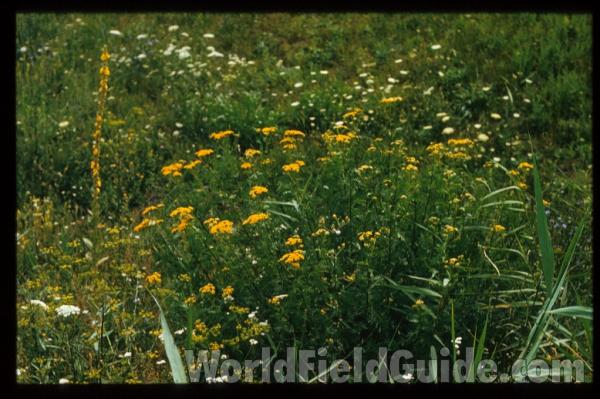 Habitat<br>(Location of Picture: Sweden, Europe)