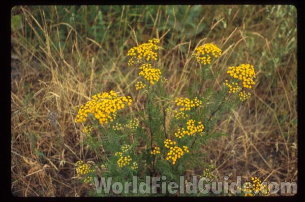 Top Of Plant<br>(Location of Picture: Washington, USA)