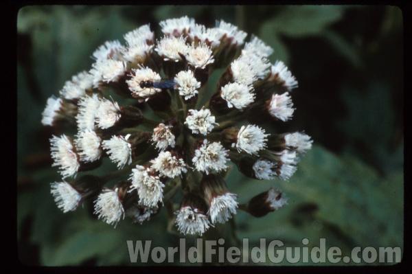 Flower Head<br>(Location of Picture: Washington, USA)