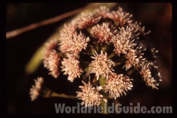 Flower Head<br>(Location of Picture: Washington, USA)