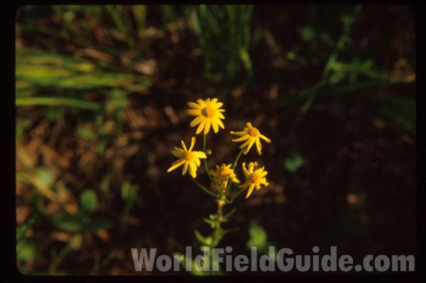 Flowers<br>(Location of Picture: Illinois, USA)