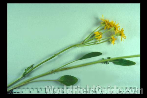 Mounted Top Of Plant