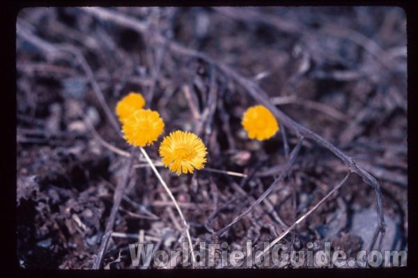 Flower<br>(Location of Picture: Sweden, Europe)