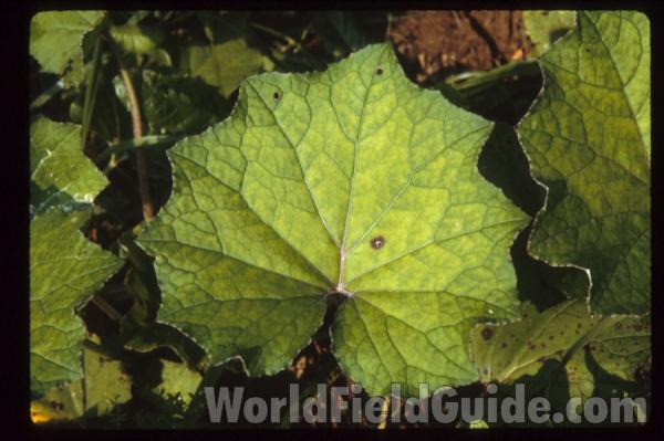 Leaf