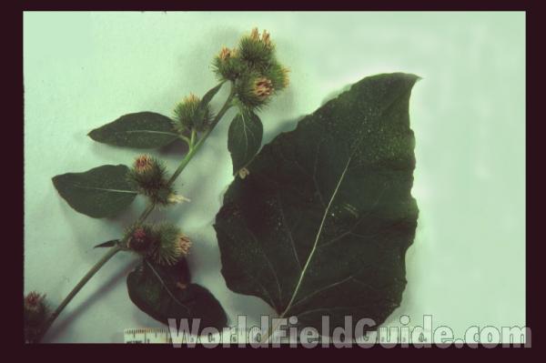 Mounted Leaves and Burs