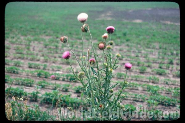 Top Of Plant<br>(Location of Picture: Round Lake, Illinois, USA)