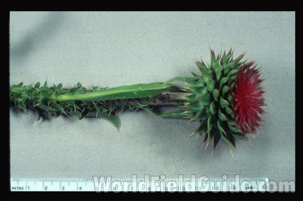 Mounted Flower<br>(Location of Picture: Illinois, USA)
